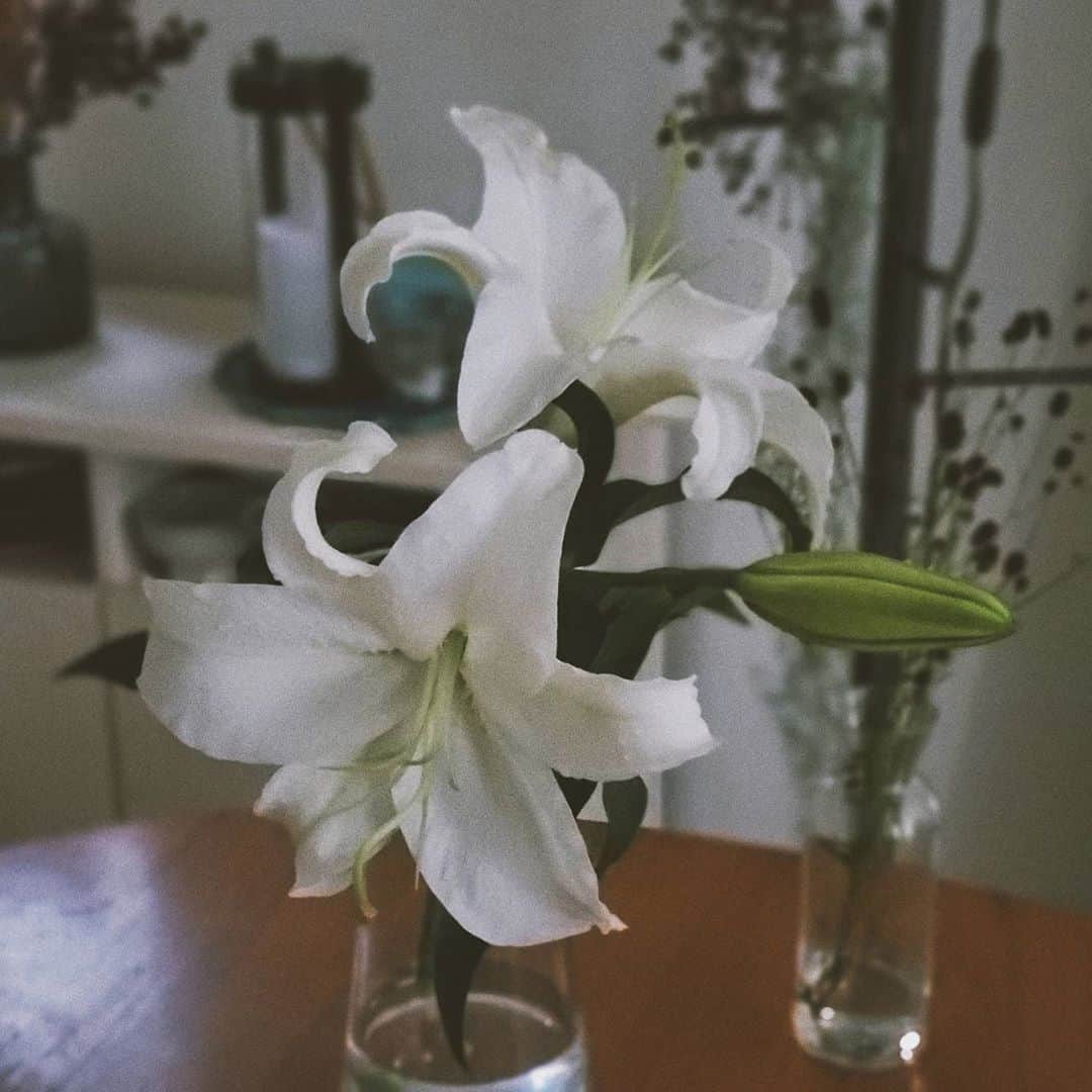のインスタグラム：「カサブランカ ユリは花粉が落ちてくるのが嫌だから花粉をとったやつ。  存在感があるのに気品があって部屋が一気に華やぐ😳  最後の蕾が咲くの楽しみだな〜︎‪‪❤︎‬ . . #花のある暮らし#カサブランカ#ユリの花#一人暮らしインテリア#丁寧な暮らし#丁寧な暮らしと少しの贅沢#豊かな暮らし」