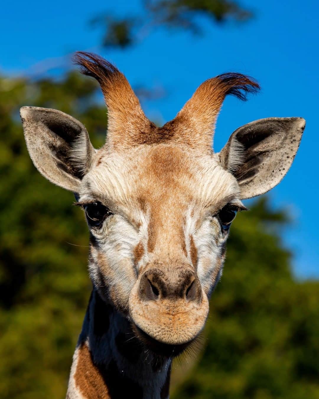 タロンガ動物園さんのインスタグラム写真 - (タロンガ動物園Instagram)「Morning hair never looked cuter than on Giraffe calf Ebo 💕 🦒  #forthewild」9月12日 7時00分 - tarongazoo