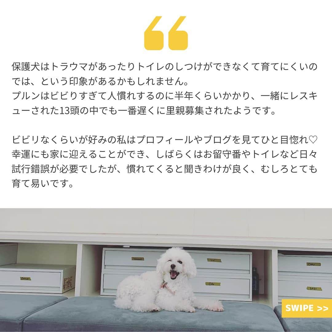 Furbo ドッグカメラさんのインスタグラム写真 - (Furbo ドッグカメラInstagram)「いつも仲良くおやつ待ちをしている、トイプーコンビのマロンちゃんとプルンちゃん🐶💓⁠⠀ ⁠⠀ 保護犬だったプルンちゃんをおうちに迎え入れたママさんに、元保護犬との生活の様子やプルンちゃんへの思いをお伺いすることができました😌⁠⠀ ⁠⠀ ⁠⠀ ~~~ 以下、ママさんのご回答です💛 ~~~⁠⠀ ⁠⠀ 保護犬はトラウマがあったりトイレのしつけができなくて育てにくいのでは、という印象があるかもしれません。⁠⠀ プルンはビビりすぎて人慣れするのに半年くらいかかり一緒にレスキューされた13頭の中でも一番遅くに里親募集されたようです。⁠⠀ ⁠⠀ ビビリなくらいが好みの私はプロフィールやブログを見てひと目惚れ♡⁠⠀ 幸運にも家に迎えることができ、しばらくはお留守番やトイレなど日々試行錯誤が必要でしたが慣れてくると聞きわけが良く、むしろとても育て易いです。⁠⠀ ⁠⠀ 保護団体と預かりさんの連携やケアのたまものだと感謝しています。⁠⠀ ⁠⠀ これからはレスキューされるまでの厳しい日々を忘れるくらい穏やかで幸せな時間を過ごさせてあげたいと思います。⁠⠀ ⁠⠀ @marronprune⁠⠀ ~~~~~~~~~~~~~~~~~~~~~~~~~~~~~⁠⠀ ⁠⠀ ⁠⠀ ▶︎ 保護犬猫ちゃんたちの置かれている現状を多くの方に知ってもらい、より多くの保護猫ちゃんたちが素敵な家族と出会えるよう、#save101dogs というプロジェクトを実施中です💡⁠⠀ ⁠⠀ ▶︎ プロジェクトの詳細は、プロフィールのリンクやsave101dogsのハイライトからもご確認いただけます✨⁠⠀ ⁠⠀ ⁠⠀ #save101dogs ⁠⠀ #保護犬 ⁠⠀ #保護犬と暮らそう⁠⠀ #omusubiさとおや部 ⁠⠀ #ファーボ⁠⠀ #Furbo⁠⠀ #ドッグカメラ⁠⠀ #多頭飼い ⁠⠀ #トイプードル⁠⠀ #toypoodle⁠⠀ #わんこのいる暮らし ⁠⠀ #いぬすたぐらむ ⁠⠀ #いぬのいる生活」9月12日 18時07分 - furbo_japan