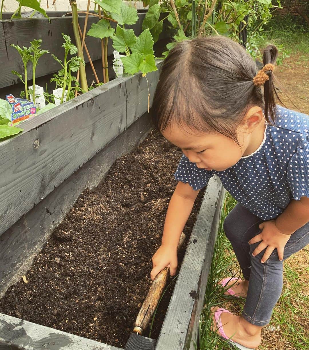 鈴木六夏さんのインスタグラム写真 - (鈴木六夏Instagram)「雨があがったタイミングで秋野菜の植え付け！ 初めてQさんが手伝ってくれました😆娘を楽しませたくて始めた菜園なのに、ずっとNO興味🤣🤣🤣  土起こしまではやってくれたけど いざ植え付けは「やだ。つちこわぁーい、おじぃちゃんやって」(未だおじぃちゃんと呼ばれてます)と謎な理由でやってくれませんでした。なんだよ😅　#家庭菜園　#腰に手を当ててトマトになにか指令をだしている」9月12日 16時50分 - rikuka.62