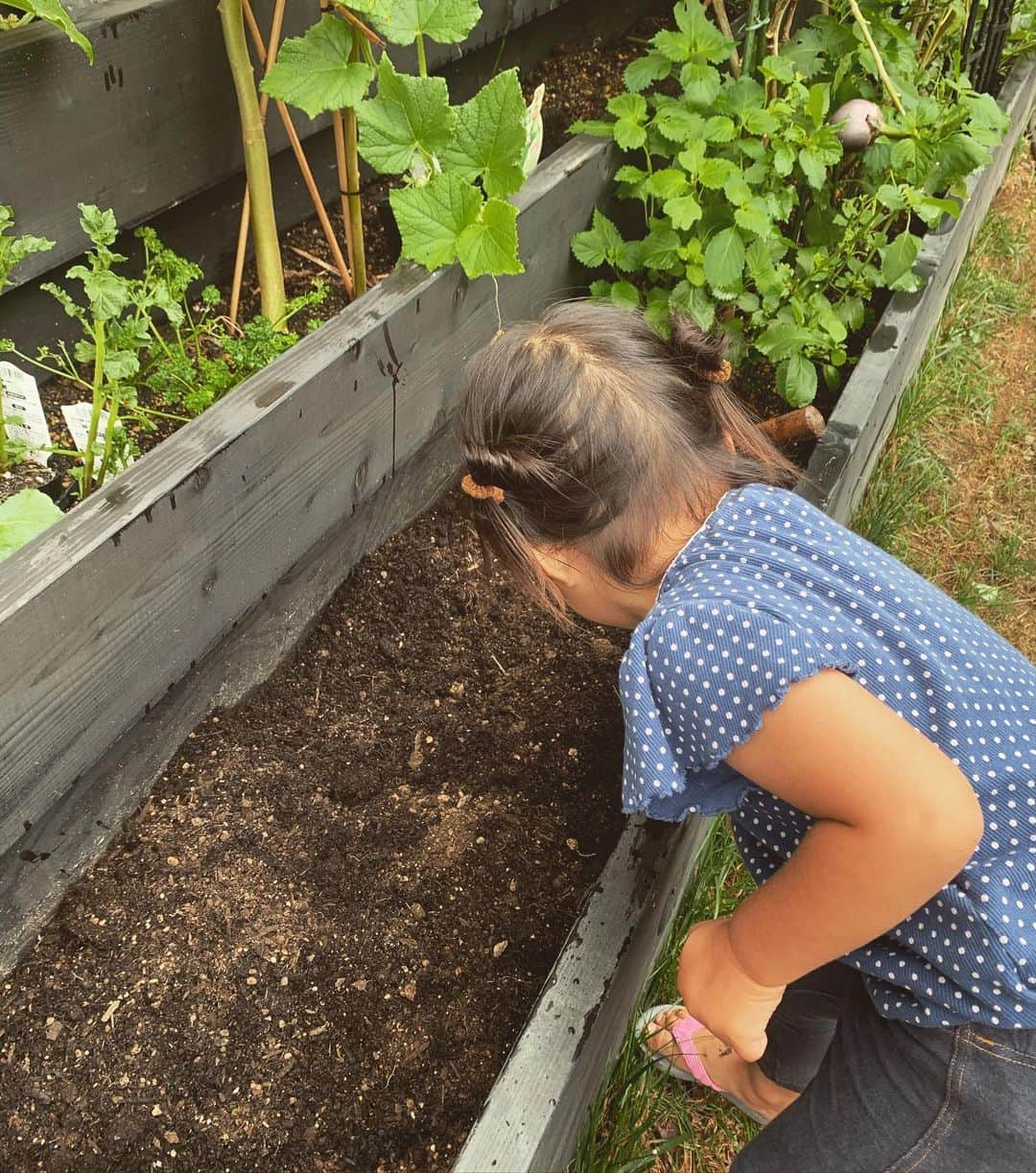 鈴木六夏さんのインスタグラム写真 - (鈴木六夏Instagram)「雨があがったタイミングで秋野菜の植え付け！ 初めてQさんが手伝ってくれました😆娘を楽しませたくて始めた菜園なのに、ずっとNO興味🤣🤣🤣  土起こしまではやってくれたけど いざ植え付けは「やだ。つちこわぁーい、おじぃちゃんやって」(未だおじぃちゃんと呼ばれてます)と謎な理由でやってくれませんでした。なんだよ😅　#家庭菜園　#腰に手を当ててトマトになにか指令をだしている」9月12日 16時50分 - rikuka.62