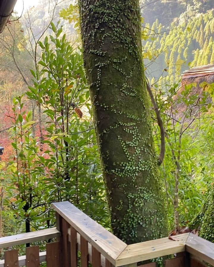 小山桃のグルメインスタ