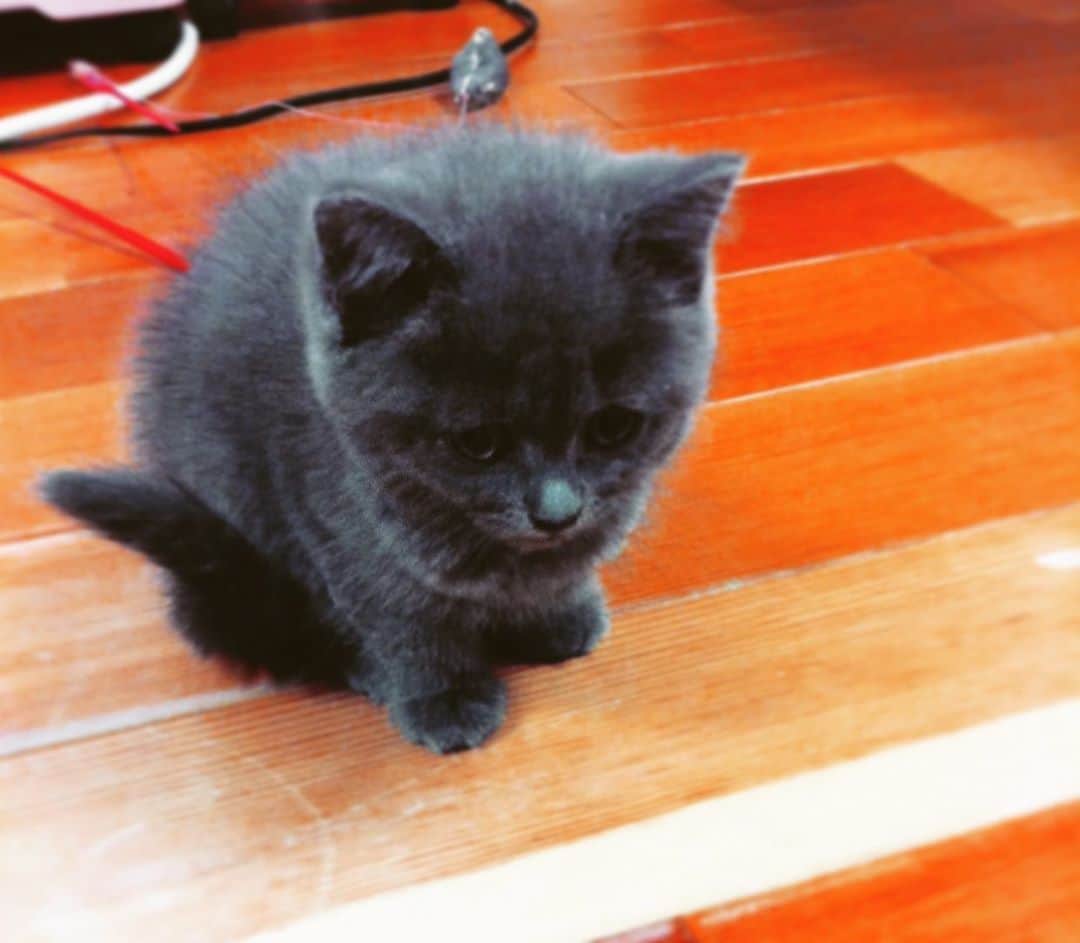 チキン南蛮カレーのルウ王子のグルメインスタ