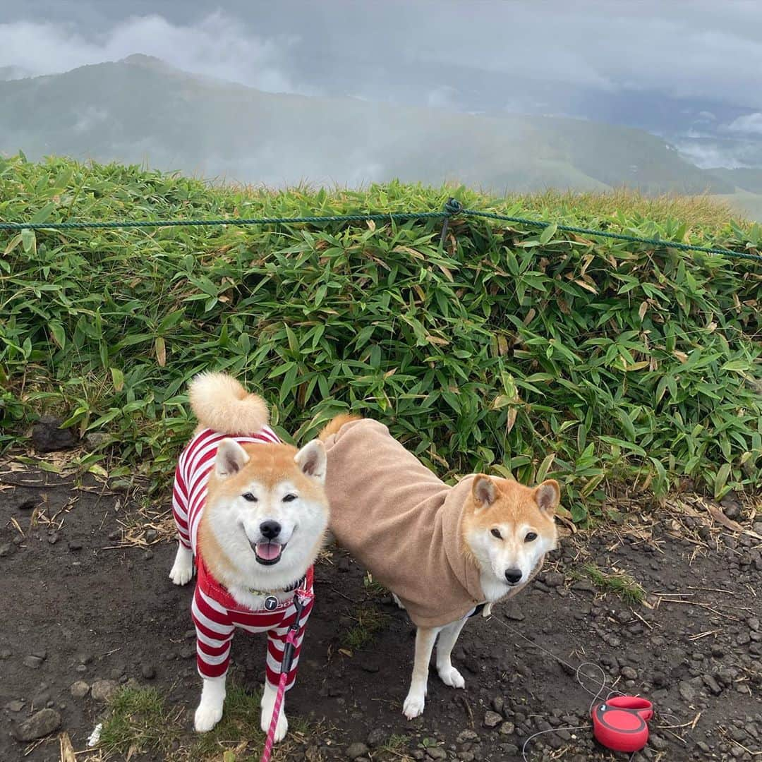 てんパパさんのインスタグラム写真 - (てんパパInstagram)「夏の終わりに #春てん」9月12日 17時39分 - tenchan.shiba