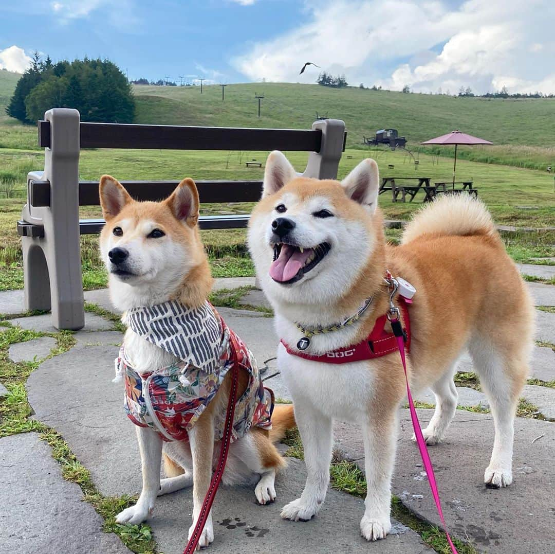 てんパパさんのインスタグラム写真 - (てんパパInstagram)「夏の終わりに #春てん」9月12日 17時39分 - tenchan.shiba