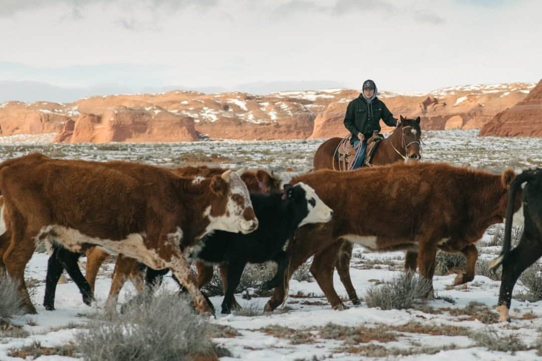 National Geographic Travelさんのインスタグラム写真 - (National Geographic TravelInstagram)「Photo by @kiliiiyuyan  A Diné (Navajo) cowboy looks out over the herd of cattle he is driving to auction. On Navajo land, sheepherding and cattle ranching remain important livelihoods in the 21st century. Follow me @kiliiiyuyan for more on the relationship between people and the natural world. #navajo #arizona #cowboy」9月12日 9時05分 - natgeotravel