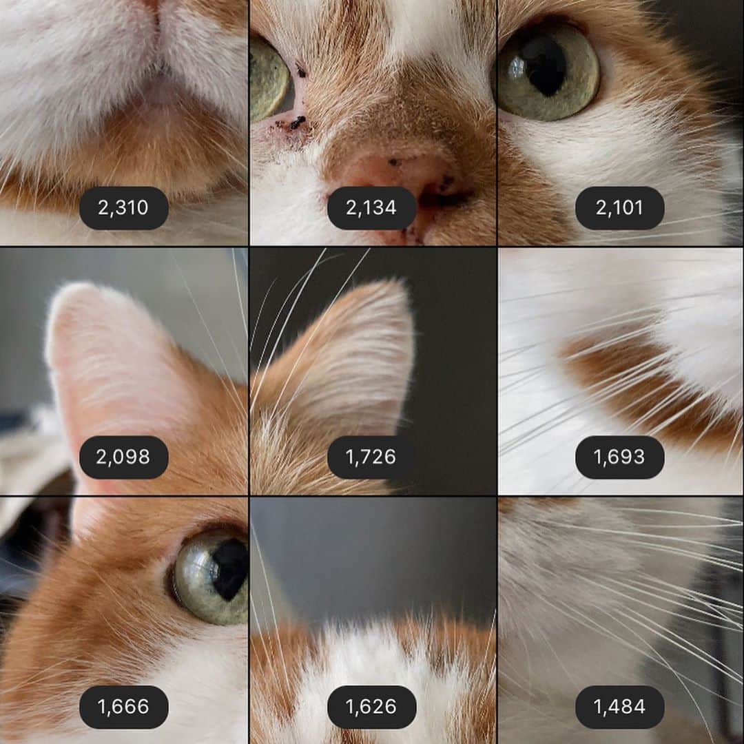 外山輝信のインスタグラム：「1枚目　昨日投稿した写真を「いいね」の数で並べ替えると。一番人気は口元で、人気ないのは左ヒゲ。耳の並びがうける。 2枚目　昨年からの投稿を「いいね」順で並べたもの。 プロフィール欄の「インサイト」で見ることができます。おもしろい。」