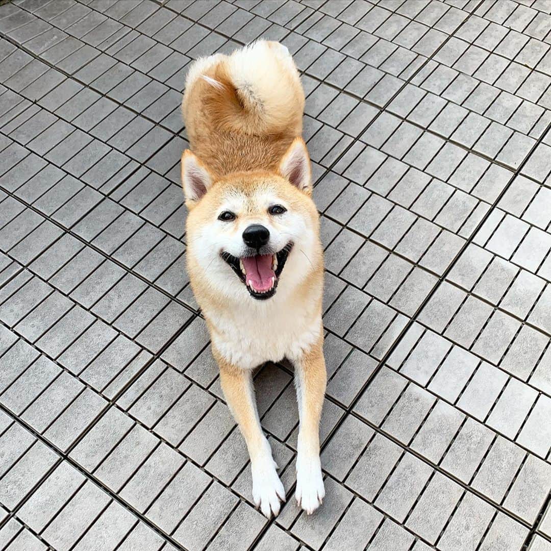 柴犬ハル&保護犬すずのグルメインスタ