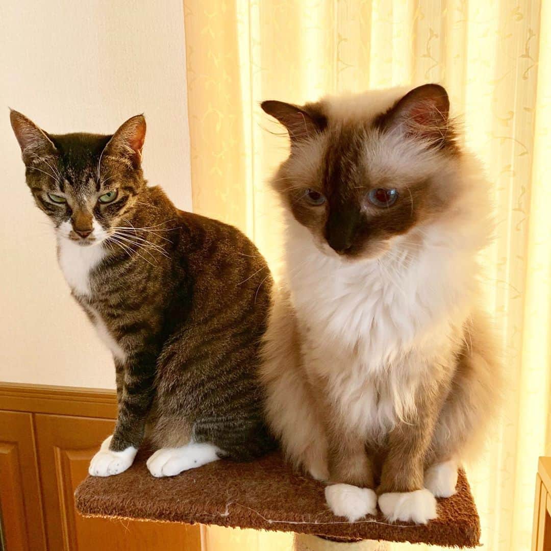 takegaeruのインスタグラム：「干しカマを焦らし続けると、だんだん表情が険しくなります😅  #cat #猫 #ragdoll #ラグドール #ホワイトポッチーズ #よもねこ #よもぎねこ #キジトラ #きじとら」