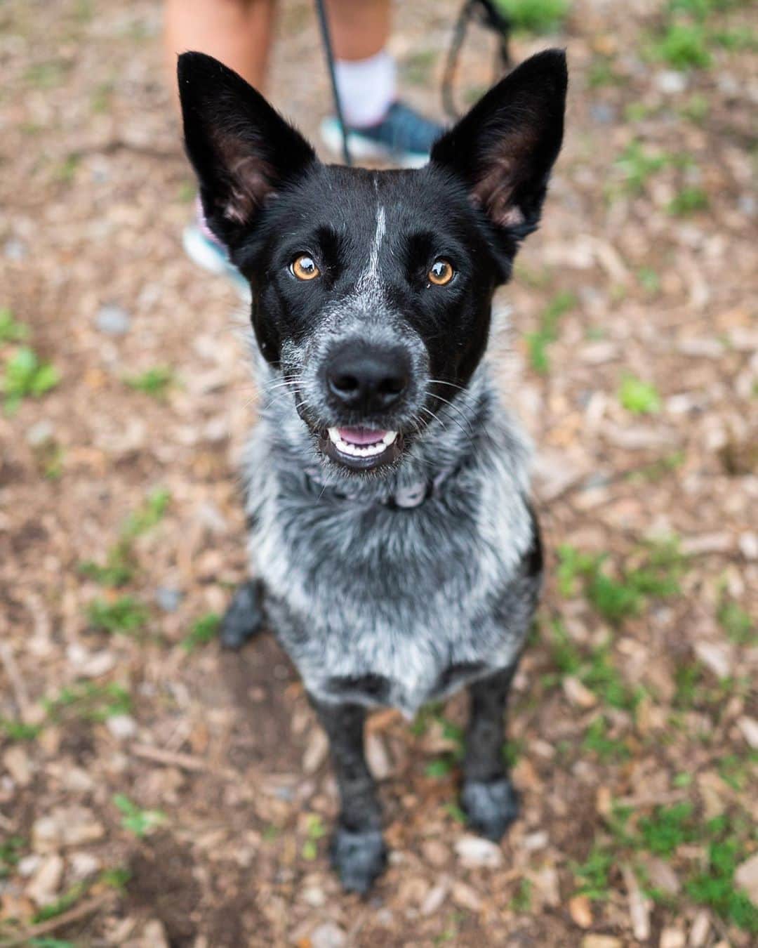 The Dogistさんのインスタグラム写真 - (The DogistInstagram)「ADOPTABLE: Carmen, Heeler mix (2 y/o), via @survivortails, Sharon, MA • “She came up from Tennessee; she was found tied to a tree and they nursed her back to health. I’ve had her for a few days and she’s housebroken and super friendly.” @survivortails」9月12日 10時08分 - thedogist
