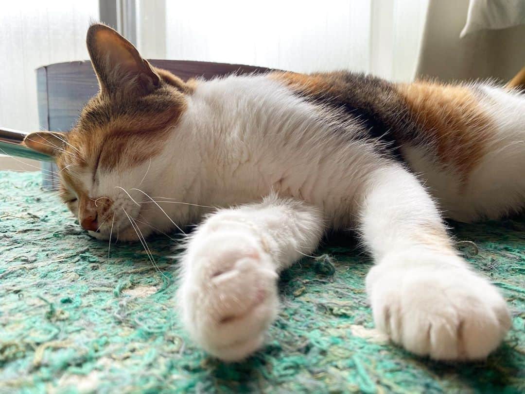 山田稔明さんのインスタグラム写真 - (山田稔明Instagram)「おはよ。眠くて起きれない猫。 #ポチ実 #三毛猫」9月12日 10時14分 - toshiakiyamada