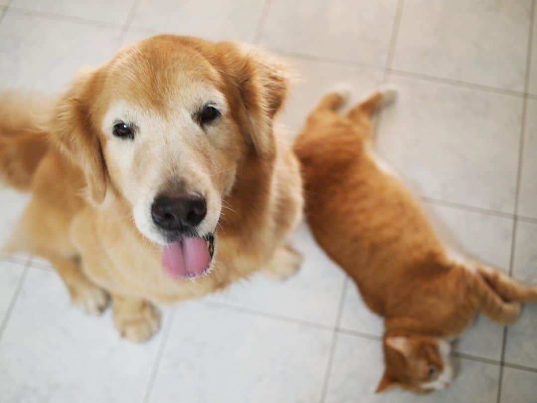 tamatamagoさんのインスタグラム写真 - (tamatamagoInstagram)「マオハニ😊 　 🐶😼Mamiao and Honey 😊 . . 　  それはパンケーキのような癒し🥞😊茶色くて、ハチミツかけてね😊 　 ハナちゃん参加するとハチミツ掛けパンケーキ🥞に胡椒振った様な感じになる😆 斬新🗡💢 でもそれで良いよ😆それぞれ可愛いからね😊 . . 　 #ちなみにタイのパンケーキ #カノムトーキョー #屋台の鉄板で #小さなパンケーキの上にうずらの卵割って #醤油と胡椒かけてくれる😆😆 #我が家の様なタイスイーツ🇹🇭😆 . .  #ワンコがいてもニャンコと暮らせる  #マオハニ劇場 . . 　  2020/09/12 . . 　 #犬と猫　#犬と猫のいる暮らし #犬と猫どっちも飼ってると毎日たのしい ##ペコねこ部 #ゴールデンレトリバー #もふもふ部 #ふわもこ部 #茶トラ　#猫　#dogandcat #dogandcatlove #goldenretriever #orangetabby #goldenretrieversofinstagram #pecoいぬ部 #cutepetclub #happytime #smile」9月12日 10時21分 - tamatamago