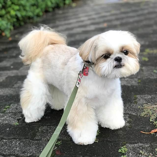 りんくのインスタグラム：「Good morning! 😊☔️/☁️ 雨上がりの朝んぽ🐶🐾 涼しくて真顔のりんく氏です😐」