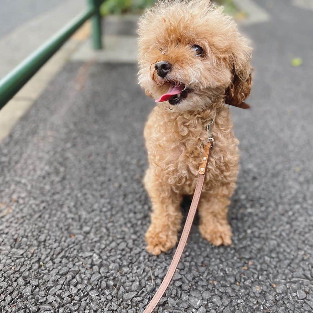 石川龍のインスタグラム：「これが ↓ これに。 ・ まめきち、2ヶ月ぶりの散髪ですっきり。  #まめきち #トイプードル #トイプードル女の子  #toypoodle  #toypoodlelove  #toypoodlelife」