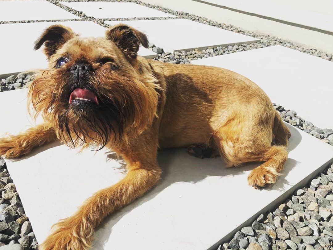 Digby & Aloのインスタグラム：「Sun’s out, tongue’s out.」