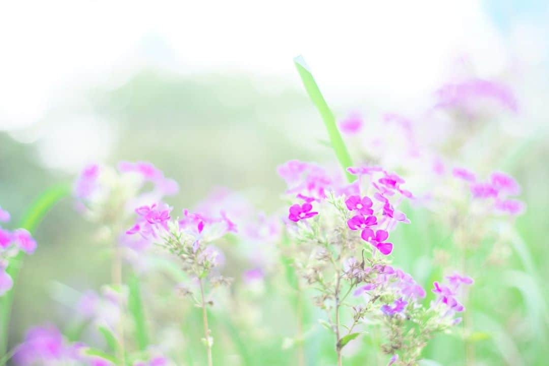 kiccyomuのインスタグラム：「☁️ 2020.09.12 Sat #向島百花園 #心に花を  どっかに📷撮りに行きたいけど… この週末は、天気悪そうで… のんびりな週末☕️ 土曜日…今週も元気に🤗  location #東京 📷撮影 2020年9月5日 #オールドレンズ 📷 #Minolta」