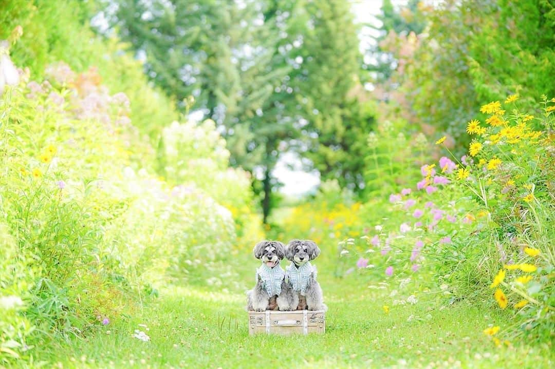 中野区在住のミニシュナのInstagramのインスタグラム