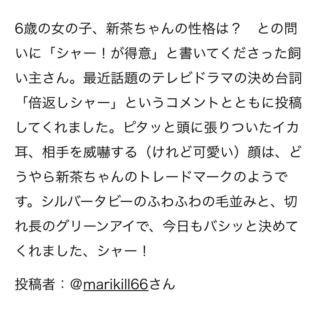 marikill66さんのインスタグラム写真 - (marikill66Instagram)「✼ @kateigaho さんのWEBサイト家庭画報.comの連載 「家庭画報ウチもふ365」の9月4日に 新茶を掲載していただきました✨ * ありがとうございますシャー❣️😼 * * #家庭画報ウチもふ #家庭画報ウチもふ365 #家庭画報 * #お姫様祭 #シマホレスキュー #猫カレンダー2022参加したい #peppyおうち時間 #にゃんこバッグ参加したい #peppyフォト部 * #catsofinstagram #instacat_meows #IGersJP #rakutenpet #nyancon01 #mmts_nekotomo #petokotolife #無敵の親バカ同盟 #関西ねこ部 #ふわもこ部 #ペコねこ部 #スタペグラム #ねこのきもち #サンデイ #sippoストーリー #ペトラフ #今日のうちの子 #我が家のキャティーマン * #fukushincha #marikill66_0912 #fukukohakushinchacongrats」9月12日 11時11分 - marikill66