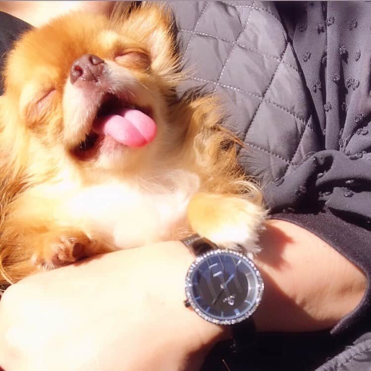 kayoのインスタグラム：「* * * 今日はいいお天気だなぁー☀️ * * 2枚目なぜかモノクロにしてみた😂 * * @loborjapan ⌚️✨ クーポンコード 【kayoOhy】➡️10%off * * kulio💗 * * #ロバー #時計 #腕時計 #lobor * #chihuahua#chihuahualove#dogstgram#dog#instadog#チワワ#チワワ大好き#チワワのいる暮らし * *」