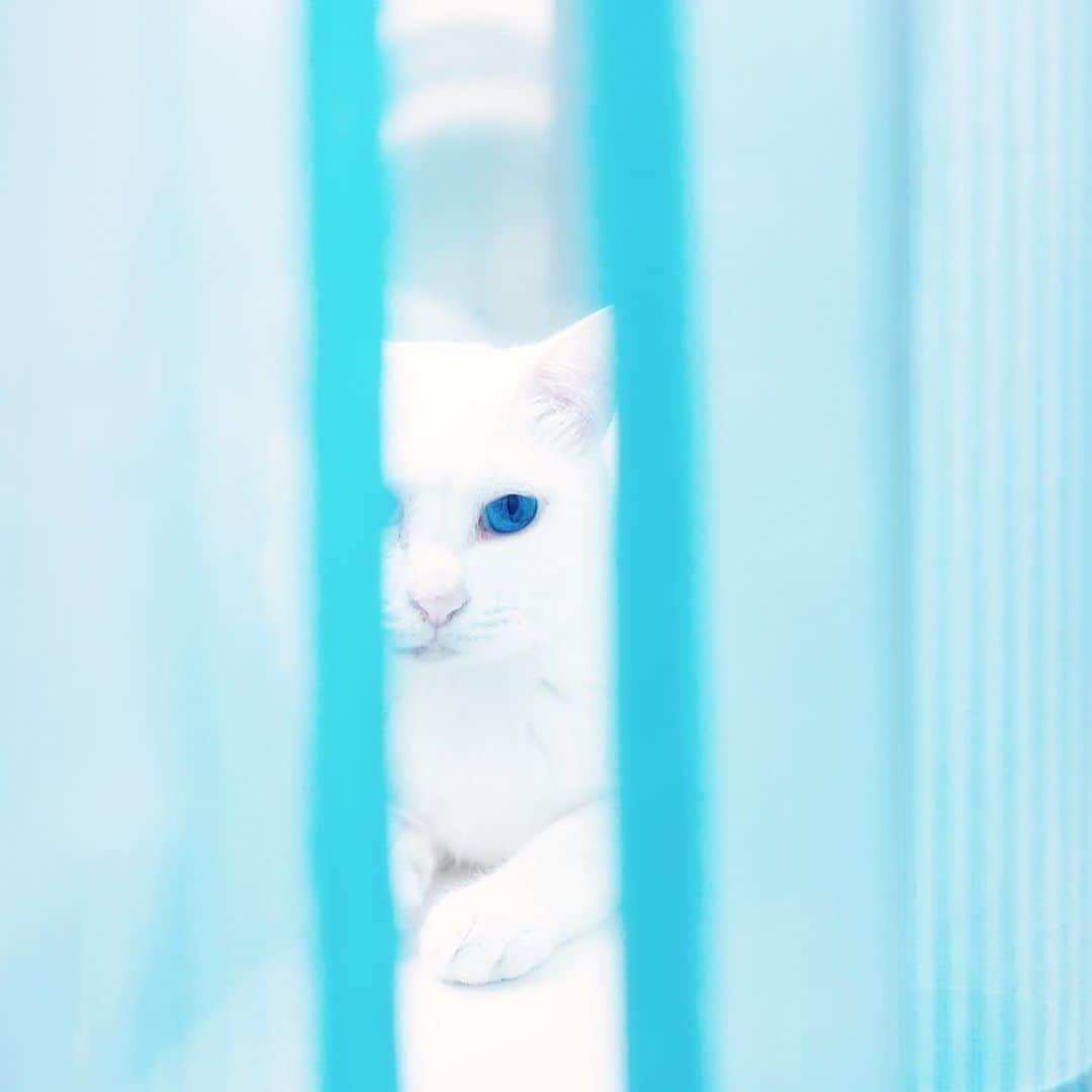 プンクマさんのインスタグラム写真 - (プンクマInstagram)「雨の日の青いカーテン。 #青彩 #ブルーアイズ #猫 #ねこ #blueeyes #cat #neko #catstagram #catsofinstagram」9月12日 11時51分 - pnkm913