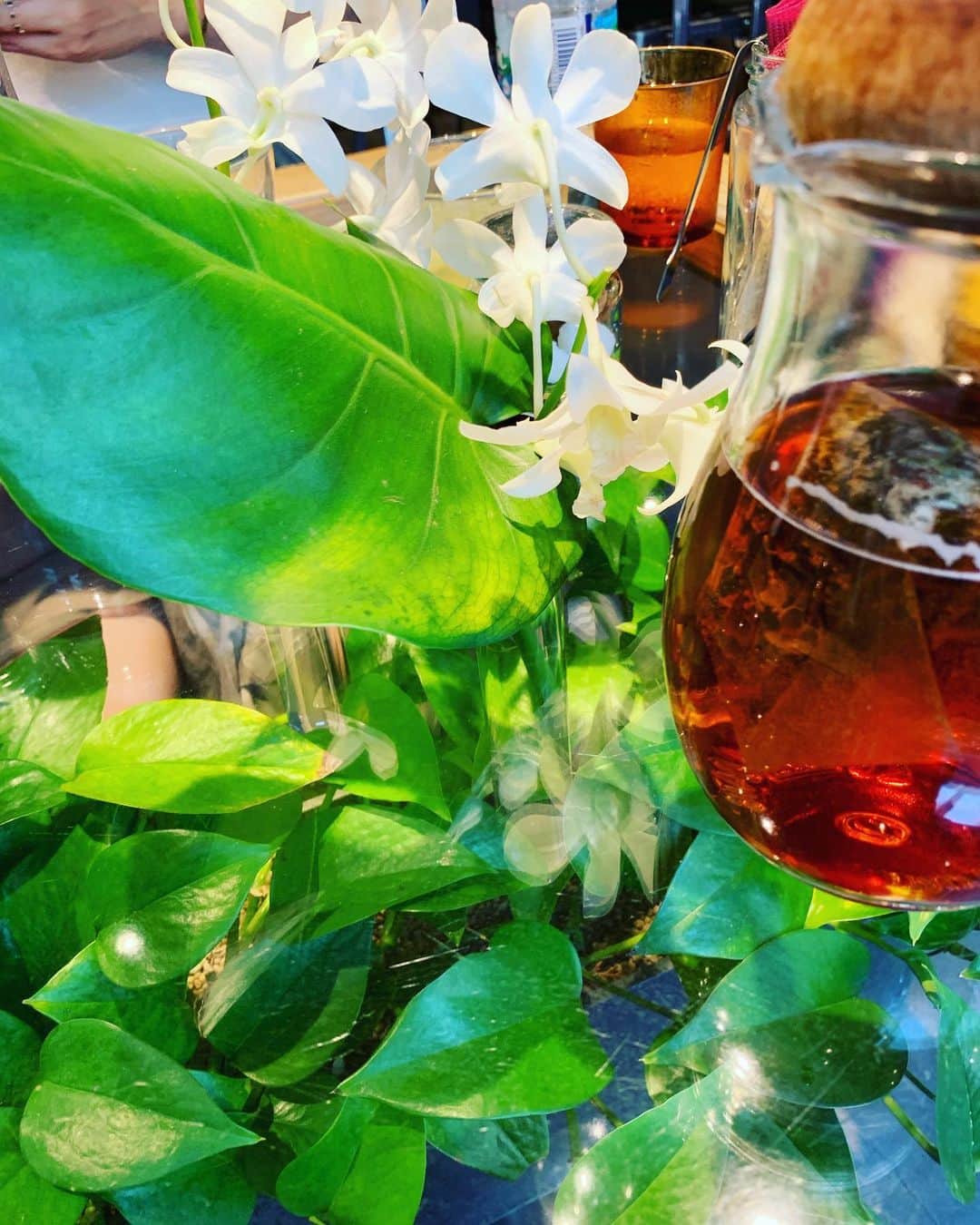 青田典子さんのインスタグラム写真 - (青田典子Instagram)「お花や緑に囲まれて、お茶をしました ☕︎ 花の名前は「デンフィレ」というそうです。 色の鮮やかさに癒されました(*´∀｀*)」9月12日 12時21分 - norikoaota