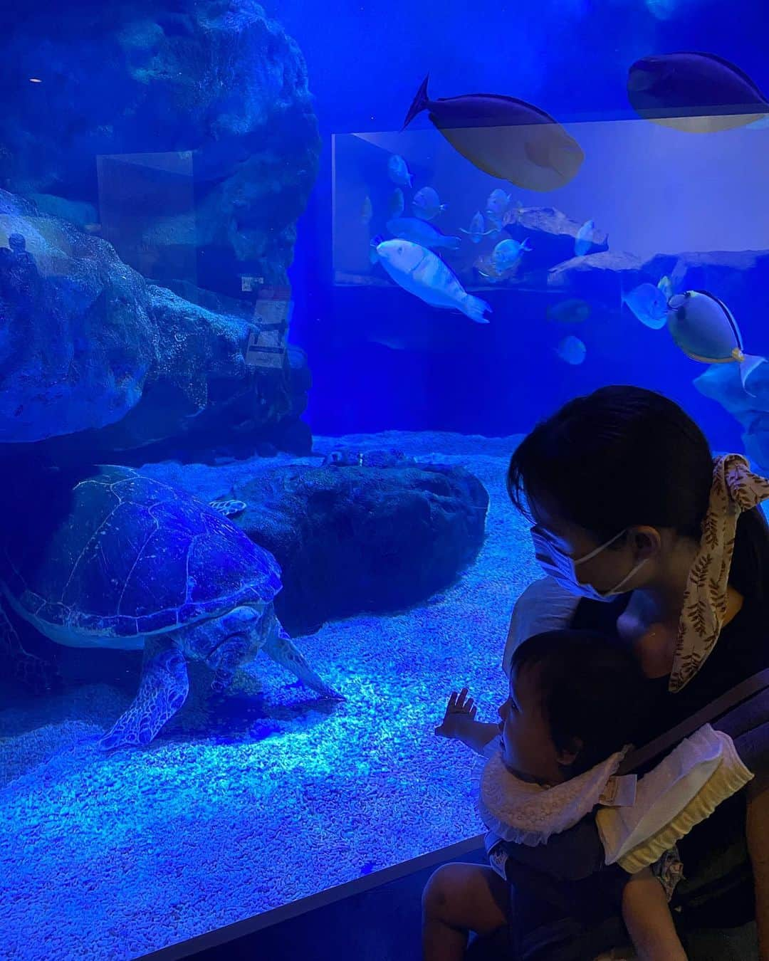 大浦育子さんのインスタグラム写真 - (大浦育子Instagram)「水族館デビュー❤️ 水が大好きな娘は生き物を見るってより水に入りたそうに見えたよ😂 イルカショーも見れて大満足‼︎ もう少し大きくなってからまた来たいなぁ♡それにしても暑い季節の水族館は涼しげでいいですね😊 . .  #水族館デビュー #アクアパーク品川  #ベビー#育児記録#愛娘 #赤ちゃん#育児#子連れ #新米ママ#娘#女の子ママ #ママ#令和ベイビー#子育て #10か月ベビー#生後10ヶ月 #第一子#baby#mama」9月12日 12時15分 - ikuko_oura