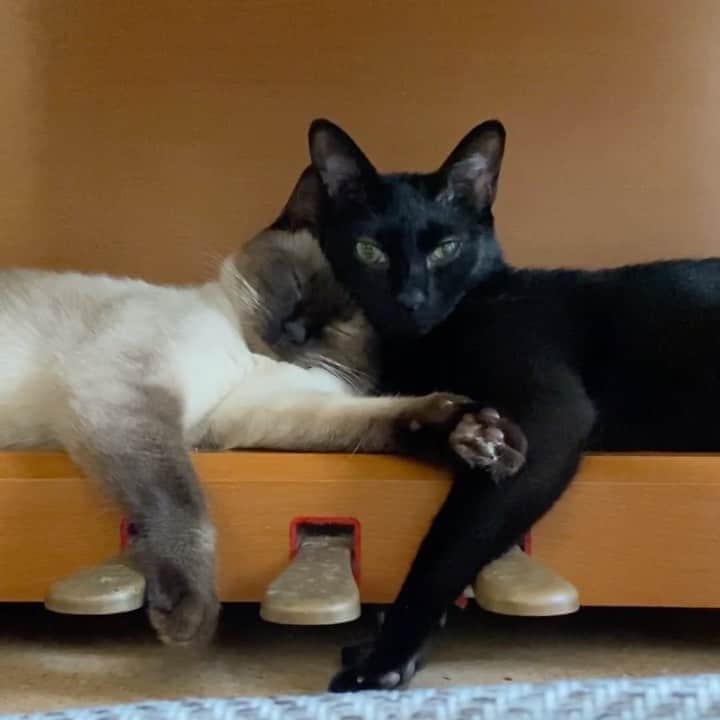のインスタグラム：「They’re getting along well. #cat #kuromitu. #warabi #getalongwell #catsiblings #catcatcat #mako0mako0 #ねこ　#ねこ動画　#仲良し兄妹猫 #まこまこ　#猫のいる暮らし #猫のいる生活 #猫スタグラム」