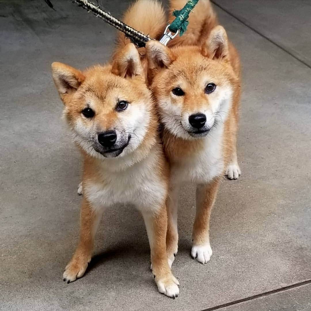 柴犬たま Shibainu Tamaのインスタグラム