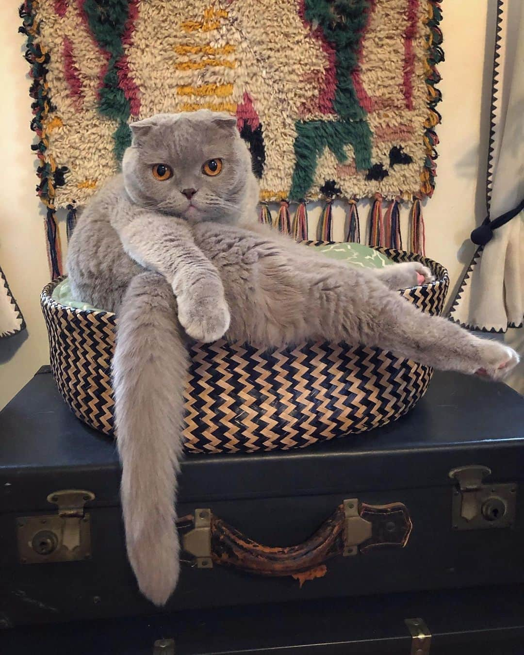 Millaさんのインスタグラム写真 - (MillaInstagram)「If you got nothing but time on your hands like I do, check out meow latest blog 📓 “Cat Obesity” obviously not autobiographical! 💅🏼(LINK IN BIO) 😽 #MillaTheCat #Friyay #Blogger」9月12日 13時06分 - millathecat