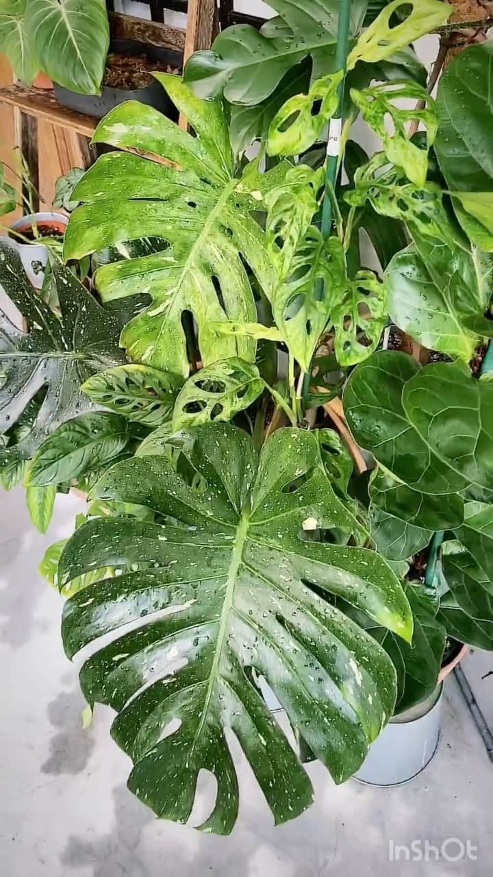 鄭碧瑩のインスタグラム：「Weekend plant care shenanigans.」
