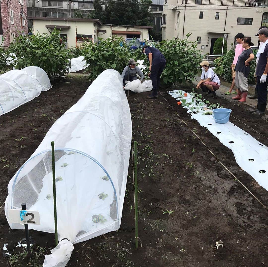 のインスタグラム：「畑は秋の仕事ーー！ ブロッコリー6、カリフラワー4、キャベツ6、苗の植え付けとワイヤーでトンネル作って寒冷紗をかけました。 曇りと小雨でラッキー。 先週は、マルチ張りと大根と白菜の種まき。 夏野菜の苗の植え付けは春だったためコロナで各自ではやれず、体験農園のスタートは実質、収穫時期の直前だったので、 種まき、苗の植え付けをするのは今回の秋冬野菜が初めて！ 一から世話した野菜の成長はまた格別でしょうね〜❣️楽しみ！ しかしピーマン、茄子🍆が相変わらずなり続けて収穫期の長いこと。 こんなにとれるのは10年に一度だと農家66年の早川さん85歳は言う。 去年までの早川さんの土づくりが良かったことや、天候などいろんな要因が重なって、とにかく今年の夏野菜は大豊作でした〜♪ #せたがや体験農園 #JA世田谷目黒 #畑のちから菜園部長 #玉堤体験農園　 #家庭菜園 #都市農業 #ediblecity #cityfarm #1億総農家 #urbanagriculture  #urbanrural  #urbanruralexchange #ベジアナ #市民農園 #区民農園」