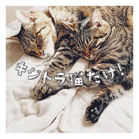 sancheloveのインスタグラム：「9/23発売の写真集『キジトラ猫だけ！』に、うちのキジトラーズ(つくねさんとツカちゃん・コウちゃん・アヤちゃんの3兄妹)も載せていただきました☺️❤️ AMAZON、楽天ブックスなどで予約も開始しています。猫のパーツフェチにもたまらない一冊に仕上がってるようですよ〜🐾 私も早く見たいです😆💕  4枚目はツカちゃんのおちり..😽 #キジトラ猫だけ#新刊#キジトラ#キジトラ猫大好き Tsukune, Tsuka-chan」