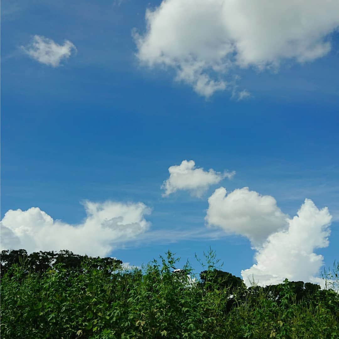 吉井怜さんのインスタグラム写真 - (吉井怜Instagram)「この写真を撮った時 雲の形が十二支中、三支居るように見えた！ 戌 子 寅 いかがでしょう😊 #昨日の空  #雲の形が  #いぬ #ねずみ #とら」9月12日 14時04分 - rei_yoshii