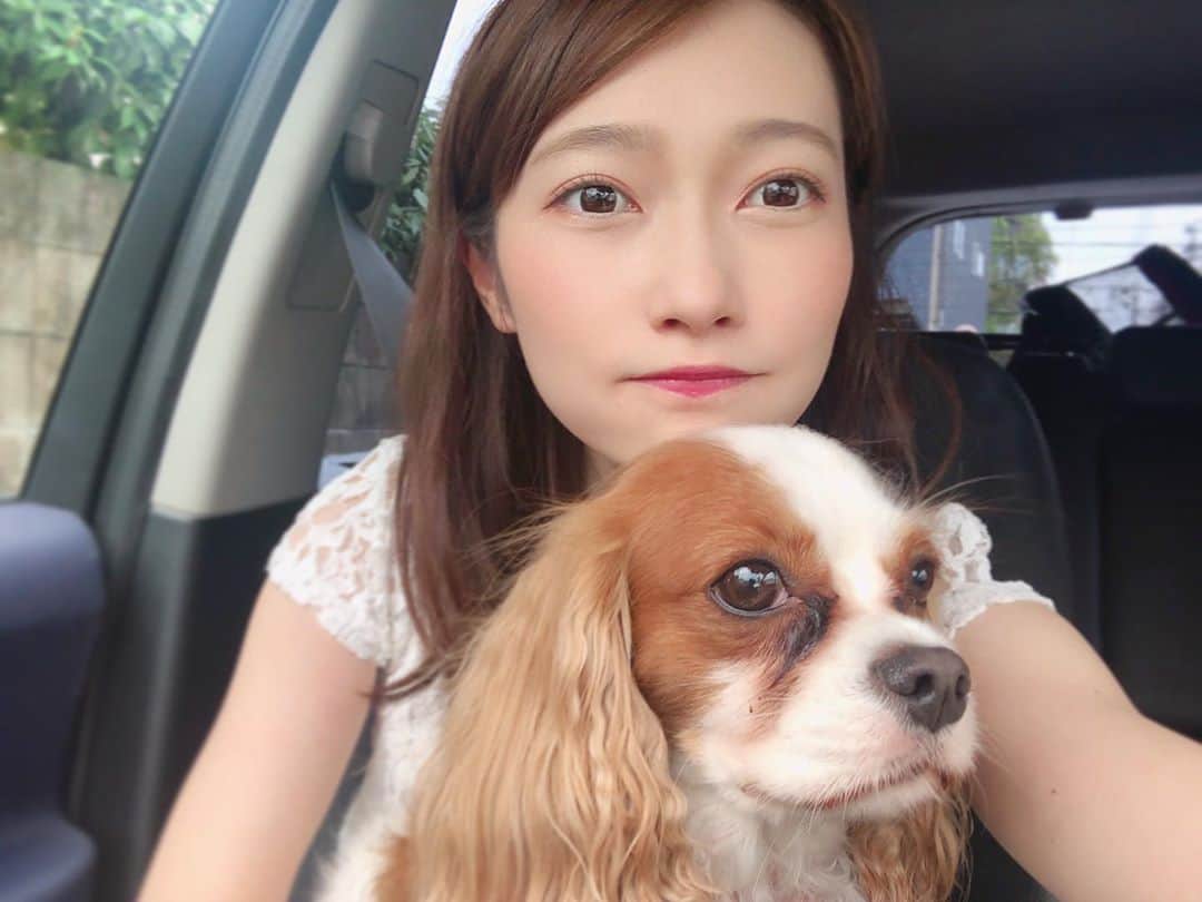 末井櫻子のインスタグラム：「． ． だにえるとドライブ🐶♡ ． ． 大興奮してるくせにカメラを向けたら真顔になります🤣笑 ． ． よく何の犬種？と聞かれますが、 キャバリアキングチャールズスパニエル　 という犬種です♂4才です❤︎ ． ． ． @_s.daniel___  #キャバリア #キャバリアキングチャールズスパニエル  #愛犬 #愛犬との暮らし #愛犬のいる生活  #ドライブ #広島」
