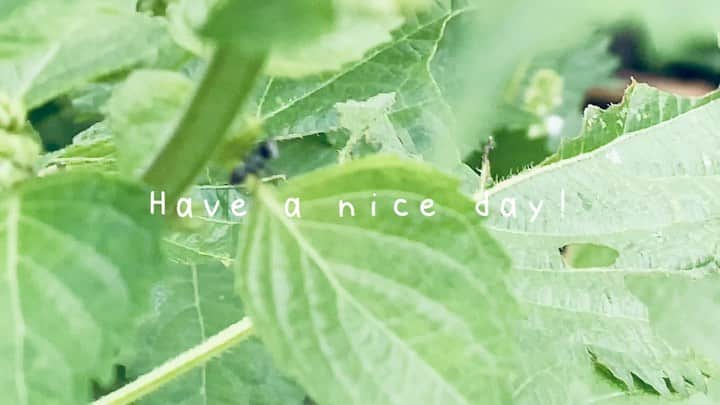 のインスタグラム：「Have a nice weekend! 穂紫蘇がたくさんできました。 みなさま、穏やかな週末を♡ . #野菜」