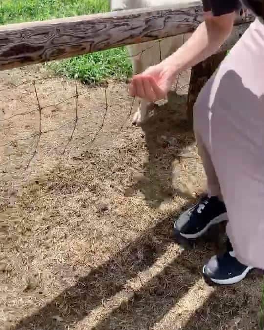 のインスタグラム：「もぐもぐタイム🍴  やっぱり手なめられると逃げてしまうの巻。  #animal #ヒーリングアニマル  #山羊 #ソフトクリーム」