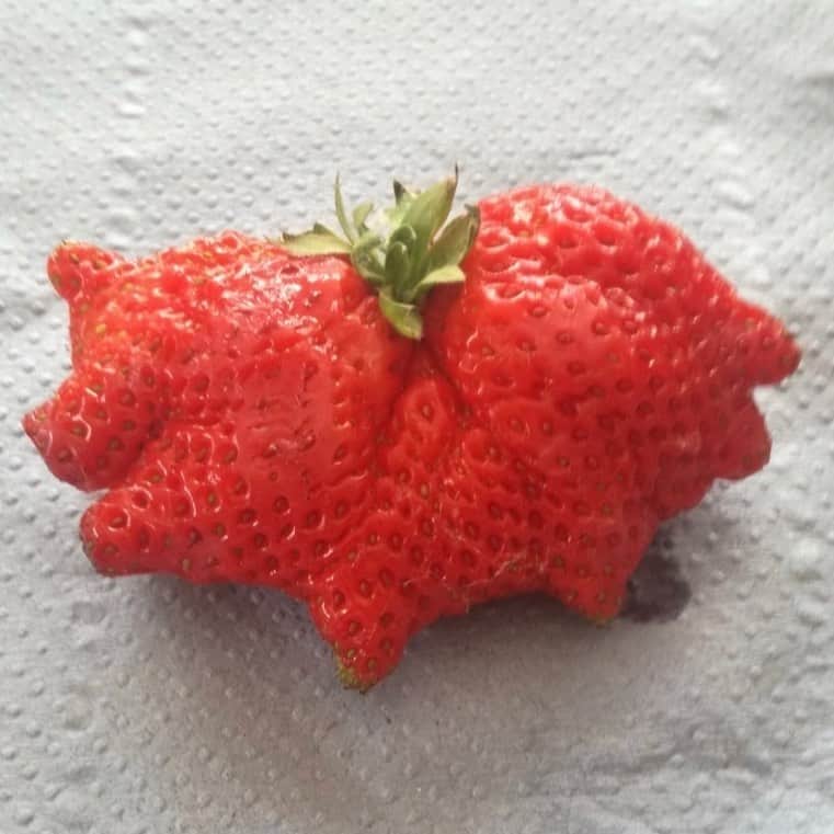 uglyfruitandvegのインスタグラム：「When your strawberry looks like it’s about to fly! 🍓🦇 #Strawbat Twitter Pic by @LeggOrch」