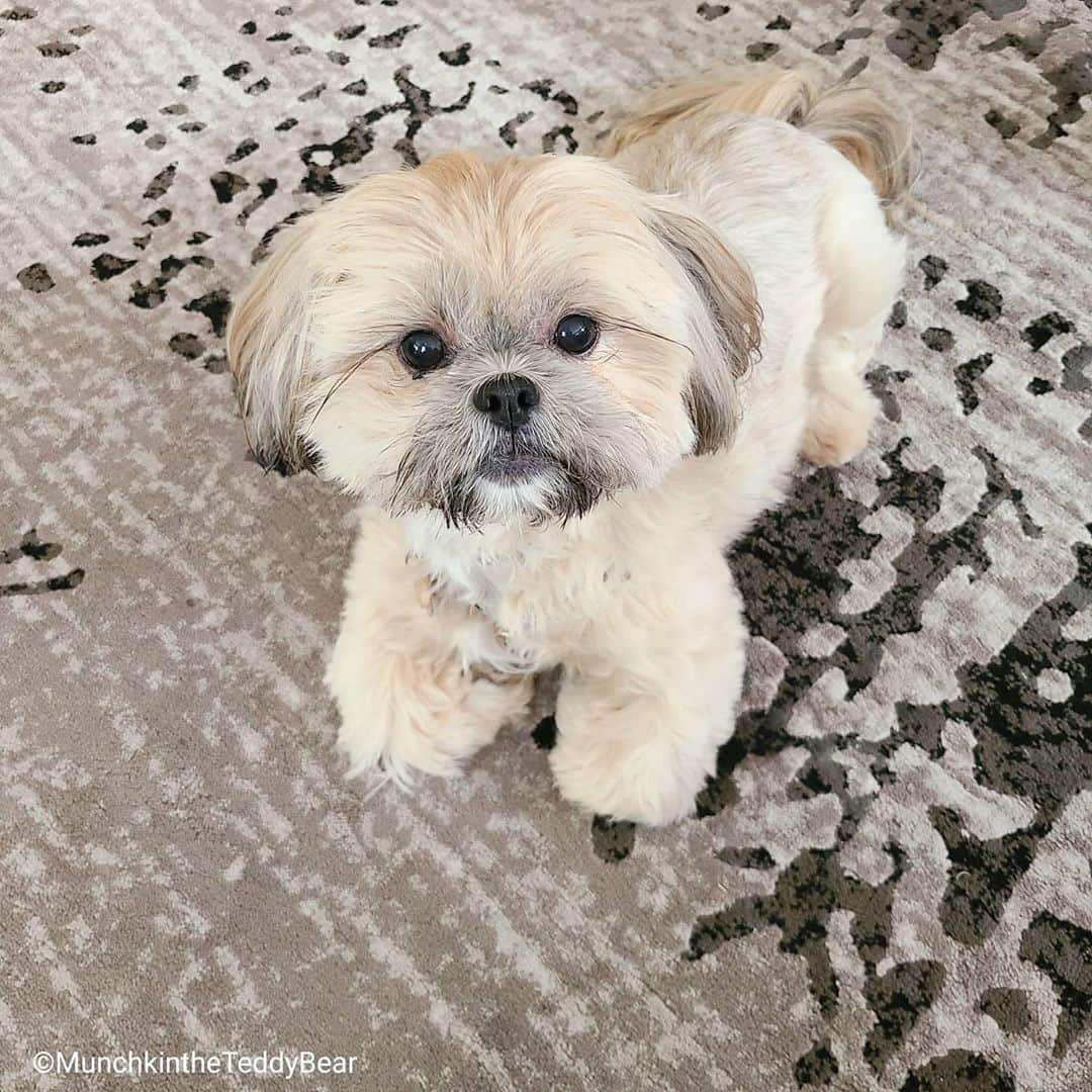 Original Teddy Bear Dogさんのインスタグラム写真 - (Original Teddy Bear DogInstagram)「Felt cute won't delete later 🐶 Where'd my 🐾🐾 go 😂」9月13日 2時48分 - munchkintheteddybear