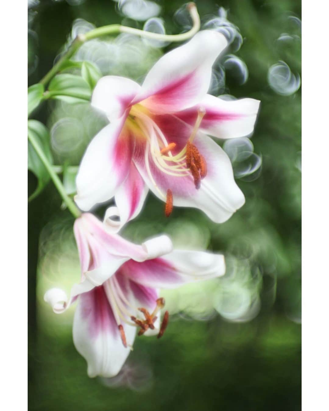 花の写真館のインスタグラム：「Photo by Fumihiro Aiba.⠀ .⠀ Original Post[投稿いただいたURL]⠀ https://www.facebook.com/photo.php?fbid=298716498020559⠀ .⠀ 本アカウントは、 #私の花の写真 をつけてInstagramに投稿された皆さまの花の写真や、「花の写真館」Facebookページで投稿された花の写真を紹介します。⠀ 「花の写真館」Facebookページは、「 @floral.photograph 」のプロフィールにあるURLからご覧ください。⠀ .⠀ ※各自、政府、自治体など公的機関の指示に従った行動をお願いします。⠀⠀ 東京カメラ部および分室では、写真を「見る楽しみ」を提供することを通して、微力ながら皆様にわずかな時間でも癒しをお届けしたいと思っております。⠀ ※本アカウントは東京カメラ部がFacebook、Instagramのサービスを利用して運営しているもので、Facebook社・Instagramとは一切関係ありません。⠀ .⠀ #花の写真館 #floralphotograph #floralphoto #flower #flowers⠀ Follow: @floral.photograph」