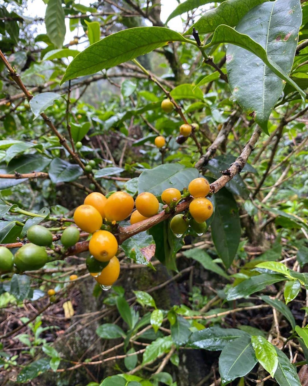 Mel Coffeeのグルメインスタ