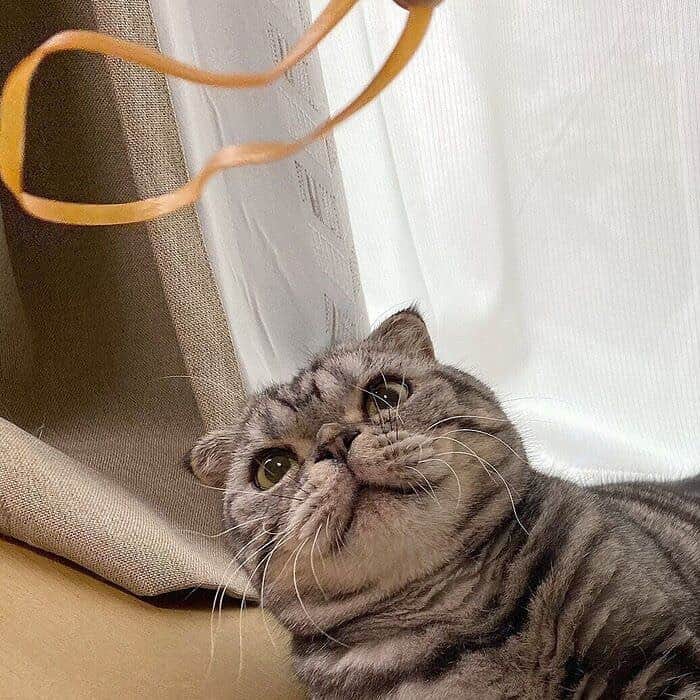 Shishi-maruのインスタグラム：「🐱ねこのきもちWEBMAGAZINE にて、猫エッセイが更新されました。今回は「輪ゴムに夢中なししまるのお話」を送りします。﻿ アプリ版・Youtubeもありますので是非。﻿ お楽しみください。﻿ ﻿ 【渋ネコししまるさん】#64﻿ ｜ねこのきもちWEB MAGAZINE﻿ ﻿ https://cat.benesse.ne.jp/lovecat/content/?id=81879﻿ ﻿ 🐱My essay about Shishi-maru is serialized in a weekly magazine:)﻿ ﻿ ーーーーーーーーーーーーー﻿ 🌺「渋ネコ ししまるさん」ねこのきもちWEB MAGAZINE にて毎週金曜日エッセイの連載中﻿ ーーーーーーーーーーー﻿ 📕「ぷっちねこ。」「3匹のちいさな猫を召喚できたなら」「ちいさな猫を召喚できたなら」徳間書店より単行本発売中﻿ ーーーーーーーーーーー﻿ ⭐︎ねこ漫画→@tacos_cat﻿ 🌺Twitter →@taco_emonemon﻿ ーーーーーーーーーーー」