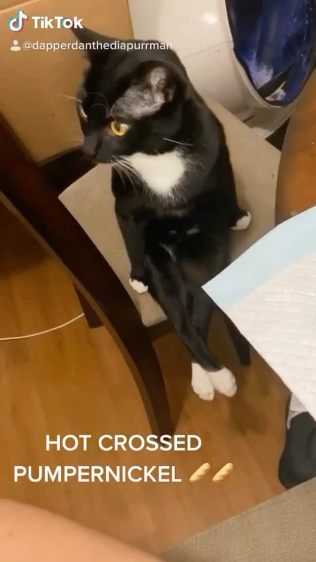 Cats of Instagramのインスタグラム
