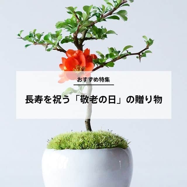 キナリノのインスタグラム