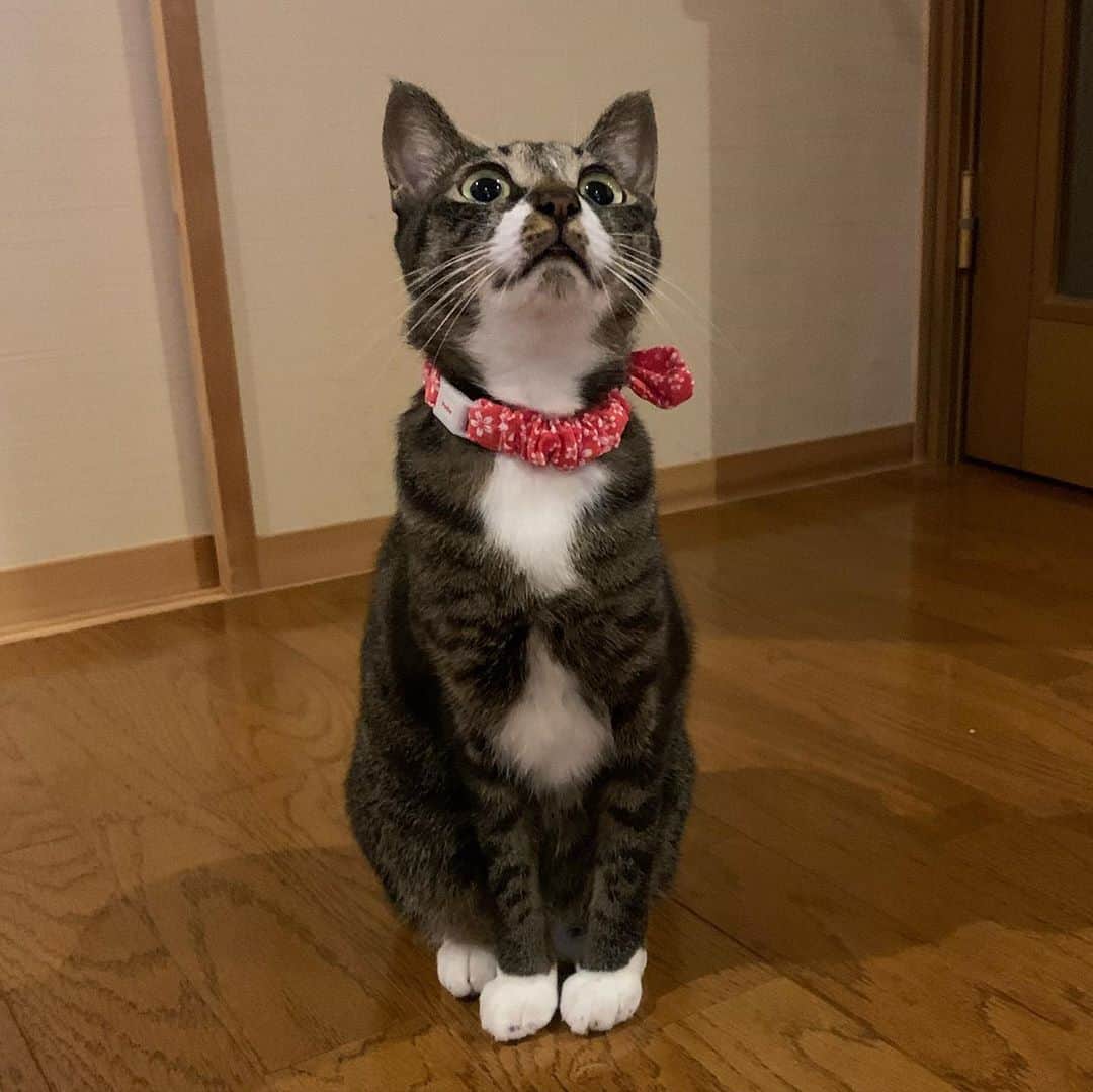 takegaeruさんのインスタグラム写真 - (takegaeruInstagram)「てんちゃん、首輪を新調しました 仮面ライダー1号みたいだねぇ（笑  #猫 #cat #よもねこ #よもぎねこ #キジトラ #きじとら  #赤いマフラー」9月12日 21時40分 - takegaeru