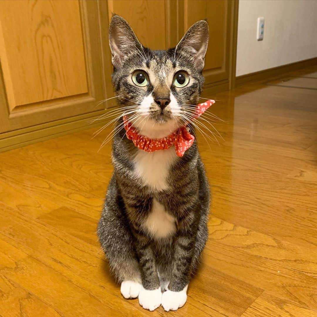 takegaeruのインスタグラム：「てんちゃん、首輪を新調しました 仮面ライダー1号みたいだねぇ（笑  #猫 #cat #よもねこ #よもぎねこ #キジトラ #きじとら  #赤いマフラー」