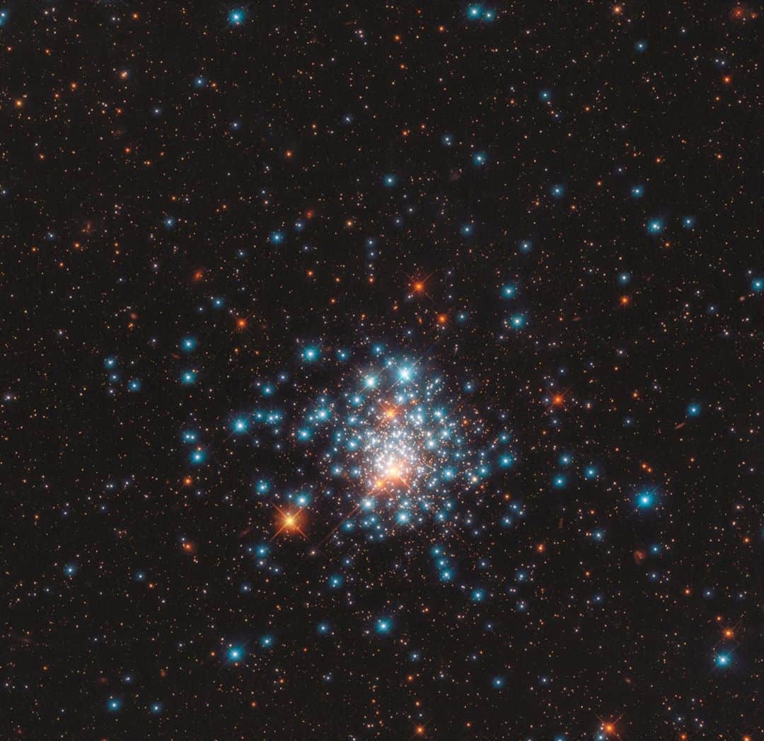 NASAさんのインスタグラム写真 - (NASAInstagram)「🎵 'cause in a sky full of stars I think I saw you... 🎵   Many colorful stars are packed close together in this image of the globular cluster NGC 1805, taken by the NASA/ESA Hubble Space Telescope. This tight grouping of thousands of stars is located near the edge of the Large Magellanic Cloud, a satellite galaxy of our own Milky Way. The stars orbit closely to one another, like bees swarming around a hive. In the dense center of one of these clusters, stars are 100 to 1,000 times closer together than the nearest stars are to our Sun, making planetary systems around them unlikely.  The striking difference in star colors is illustrated beautifully in this image, which combines different types of light: blue stars, shining brightest in near-ultraviolet light, and red stars, illuminated in red and near-infrared. Space telescopes like Hubble can observe in the ultraviolet because they are positioned above Earth’s atmosphere, which absorbs most ultraviolet light, making it inaccessible to ground-based facilities.  This young globular cluster can be seen from the Southern Hemisphere, in the Dorado constellation, which is Portuguese for dolphinfish. Usually, globular clusters contain stars that are born at the same time. NGC 1805, however, is unusual as it appears to host two different populations of stars with ages millions of years apart. Observing such clusters of stars can help astronomers understand how stars evolve, and what factors determine whether they end their lives as white dwarfs or explode as supernovae.  Credit: ESA/Hubble & NASA, J. Kalirai #nasagoddard #Hubble #space #science #astronomy #spaceimage #spacepic #nasa」9月12日 21時38分 - nasagoddard