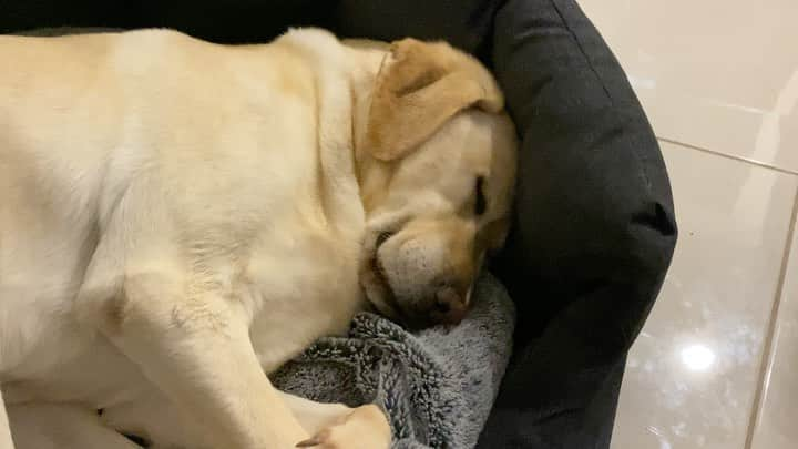 Rocky the Labのインスタグラム：「Cold + rain = 👌🏻💤   hope you’re all doing well! 🐾   #EnglishLabrador #LabradorRetriever #labrador #labradorable #labradorlife #labradorlover #ilovemylab #itsalabthing #petoftheday #justlabradors #yellowlabrador #yellowlaboftheday #talesofalab #Puppy #puppylove #instapuppy #instalike #instadaily #instagood #videoftheday #SOUNDON」