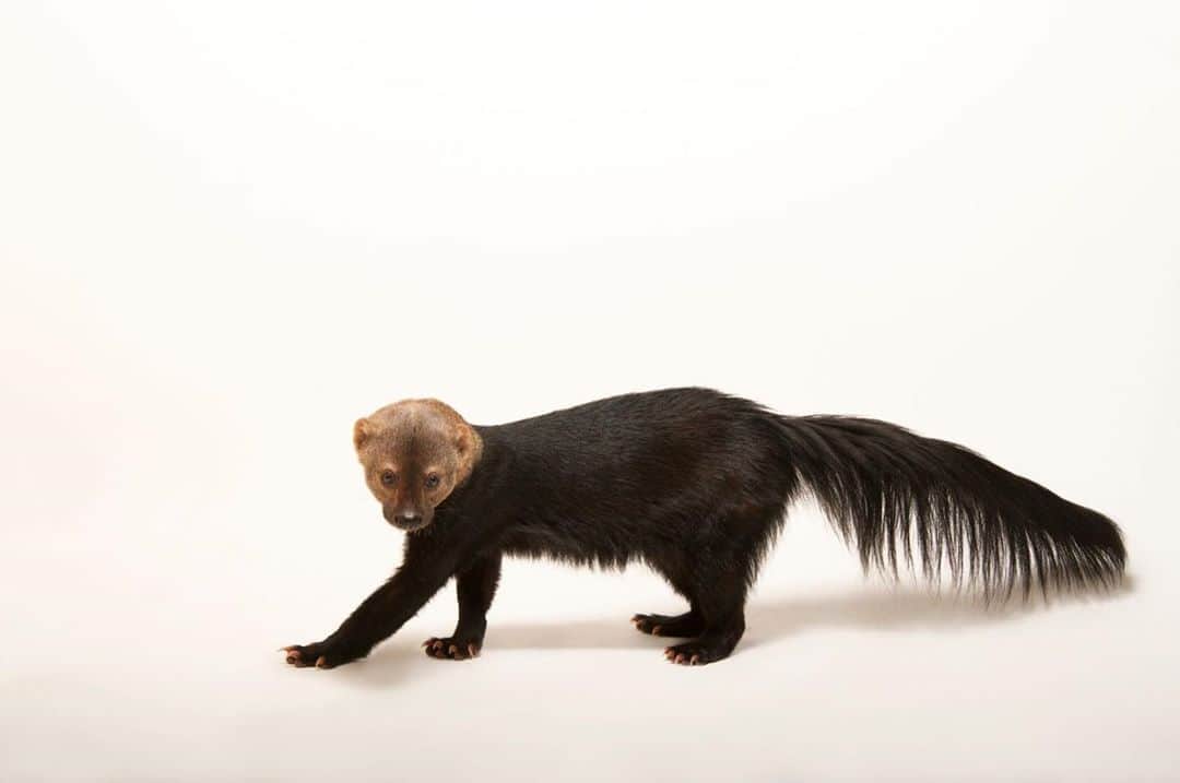 Joel Sartoreさんのインスタグラム写真 - (Joel SartoreInstagram)「A member of the weasel family, there are nine known subspecies of tayra that range from Central and South America to Trinidad. While officially classified as carnivores, they have a diet similar to a raccoon, meaning they will eat anything that is available to them. When hunting on the forest floor, the tayra will sniff out rodents, lizards, and invertebrates, but they will also climb high up into the trees in order to access fruit and honey. Photo taken @sedgwickcountyzoo. #tayra #hunter #chase #cute #longtail #bushytail #PhotoArk #savetogether」9月12日 22時12分 - joelsartore