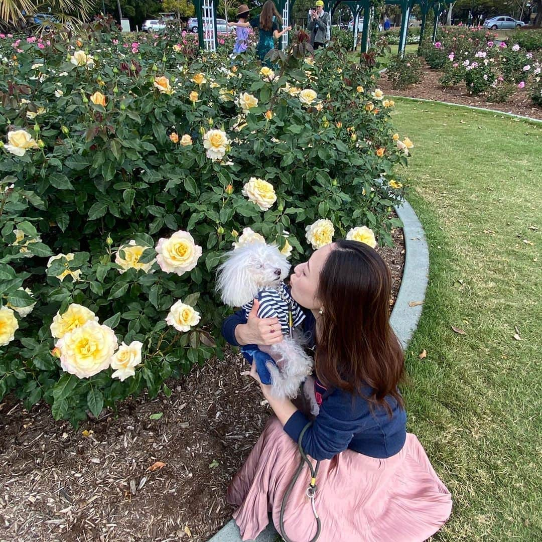 稀鳥まりやさんのインスタグラム写真 - (稀鳥まりやInstagram)「・ ・ New Farm Parkのバラ庭園をお散歩しました🌹 美しい薔薇を見て久しぶりに心がときめきました🥰 やっぱりお花がくれるエネルギーはすごい✨ ・ ・ #レオンちゃん #いやいや撮影に付き合ってくれました😂」9月12日 22時24分 - mariya_kitori