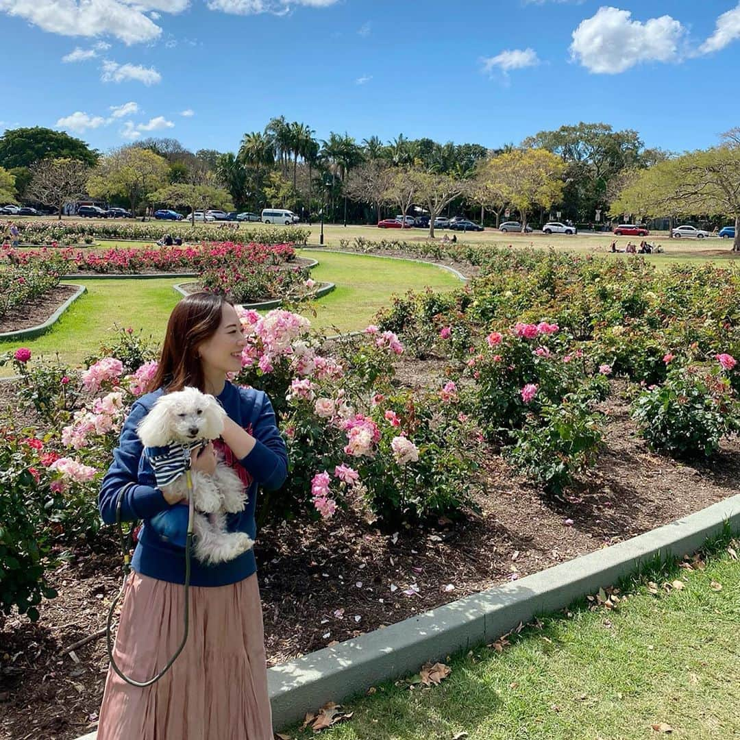 稀鳥まりやさんのインスタグラム写真 - (稀鳥まりやInstagram)「・ ・ New Farm Parkのバラ庭園をお散歩しました🌹 美しい薔薇を見て久しぶりに心がときめきました🥰 やっぱりお花がくれるエネルギーはすごい✨ ・ ・ #レオンちゃん #いやいや撮影に付き合ってくれました😂」9月12日 22時24分 - mariya_kitori